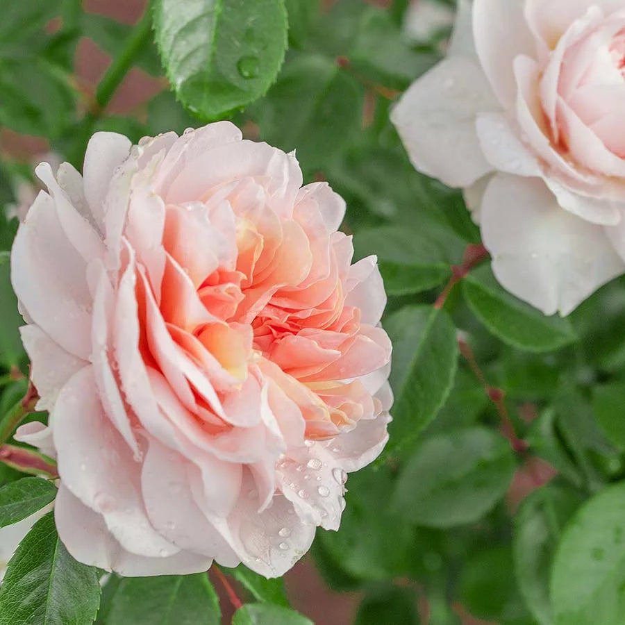 lichtroze kwartiergevulde bloemen in trossen, met glanzend blad en elegante klimmende vorm