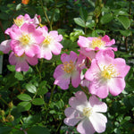 Japanische Rose BI – Sakuragi (Kirschblütenbaum) (NEU 2026)