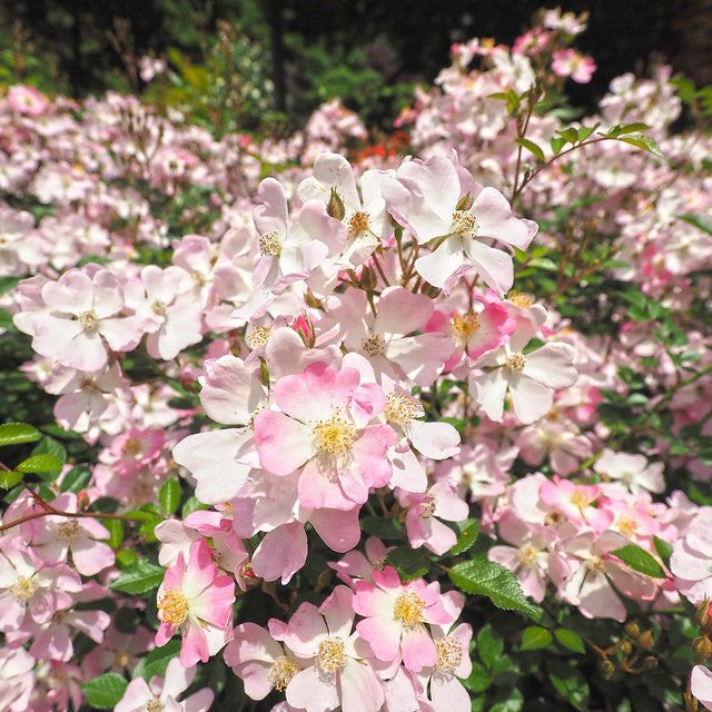 Rose japonaise BI – Sakuragi (Arbre à fleurs de cerisier) (NOUVEAU 2026)