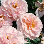 Sangerhäuser Jubiläumsrose