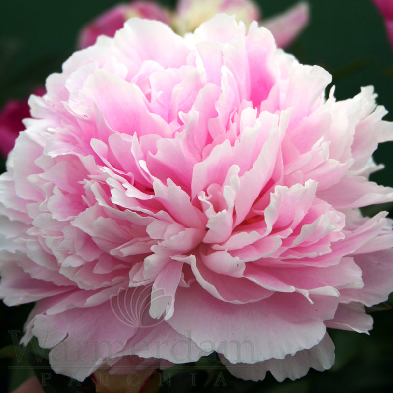 Paeonia 'Sarah Bernhardt'