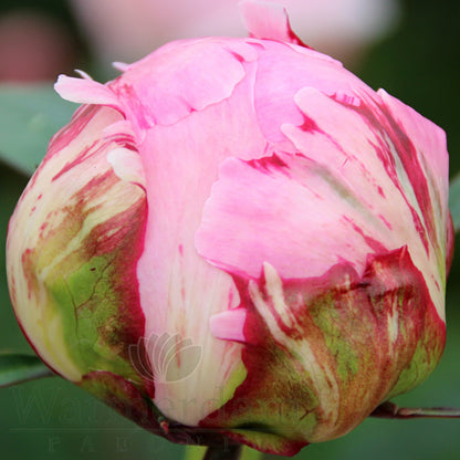 Paeonia 'Sarah Bernhardt'