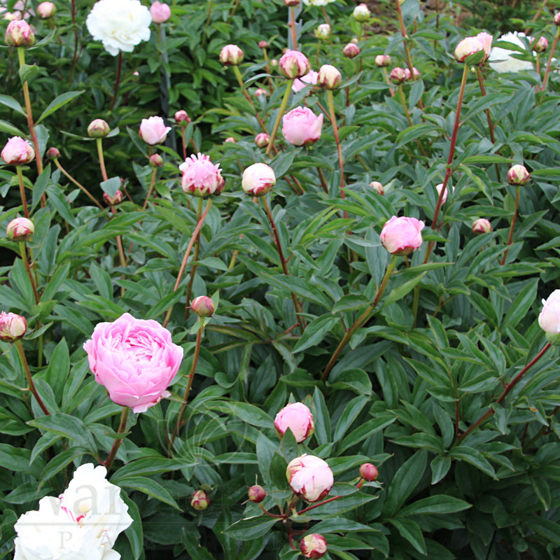 Paeonia 'Sarah Bernhardt'