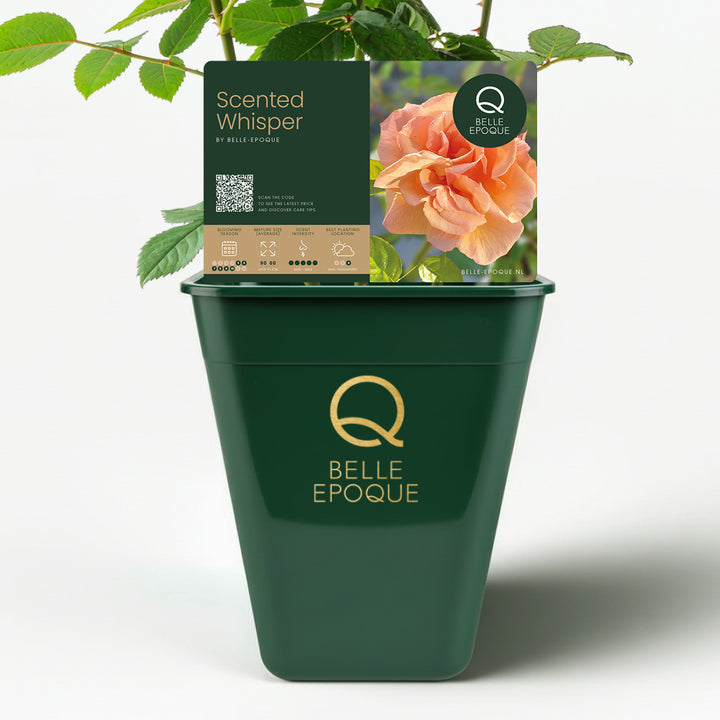 Scented Whisper (NEW 2025)