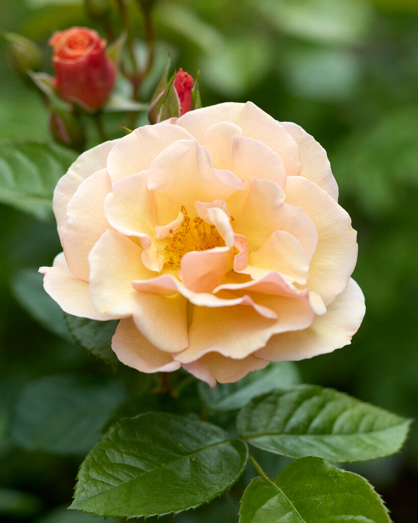 Murmure parfumé (NOUVEAU 2025)