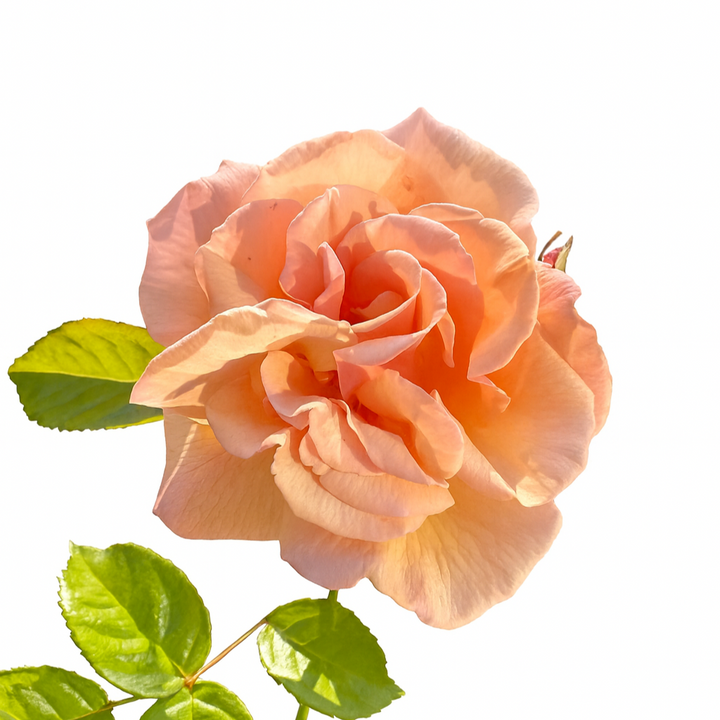 Rozetvormige zachtgele tot abrikooskleurige bloemen in trossen, met donkergroen halfglanzend blad.