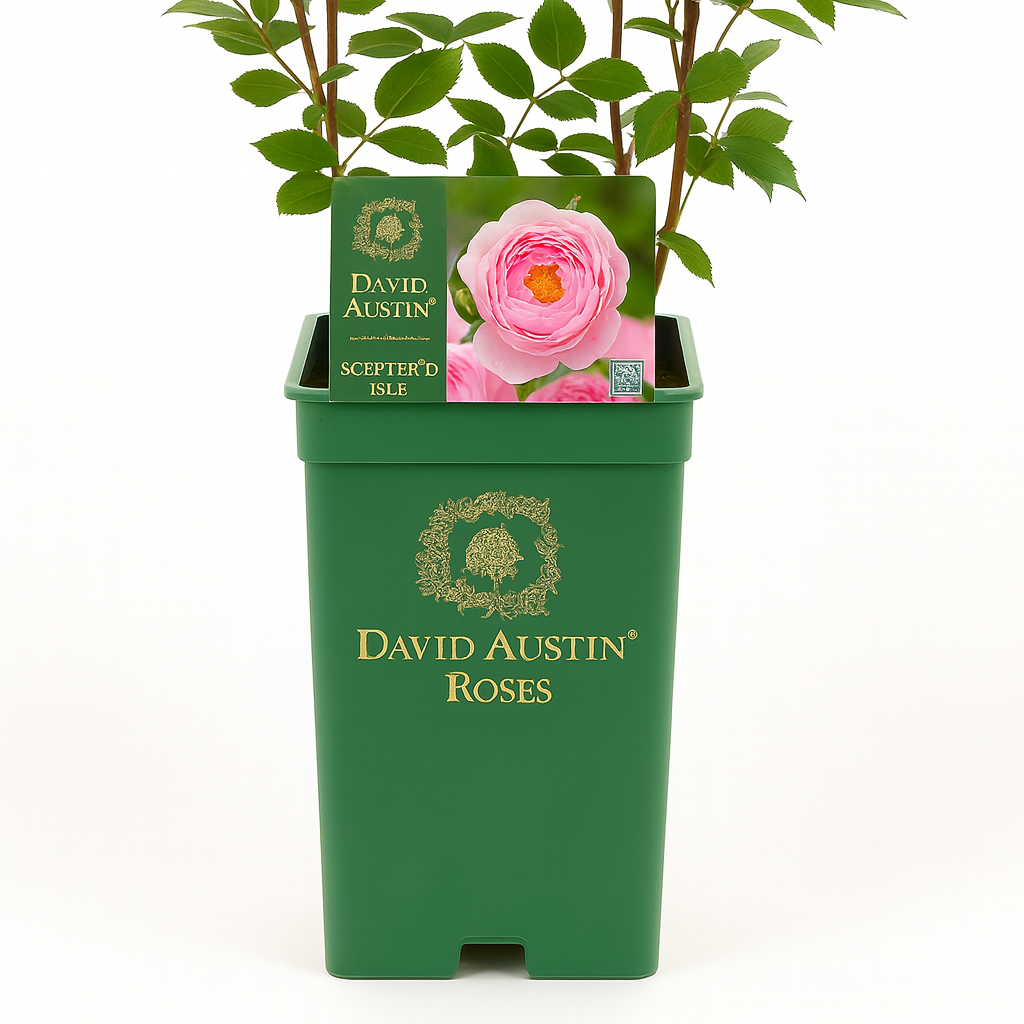 Scepter'd Isle (Ausland)