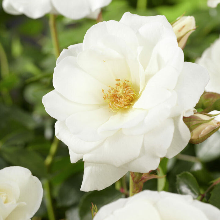 Roomwitte trosrozen met open, halfgevulde bloemen tegen donkergroen blad.