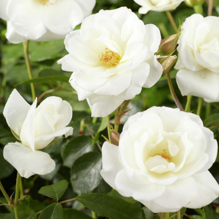 Schneewittchen (op stam)