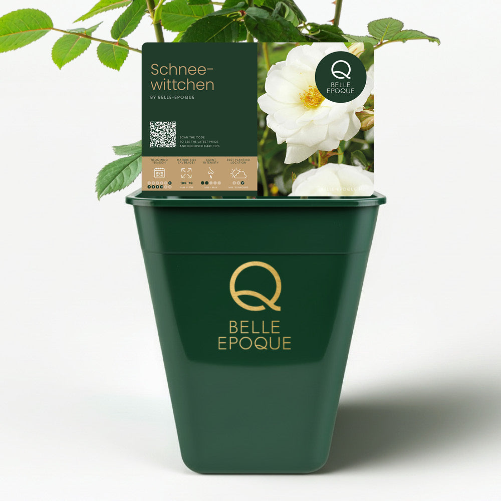 Schneewittchen (XL climbing rose)