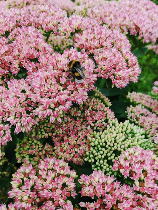 Stonecrop (Sedum)