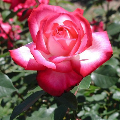 Japanese Rose BI – Seika (Olympic Torch) (NEW 2026)