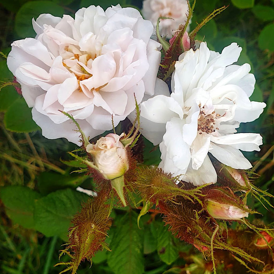 Shailers Weiße Moosrose