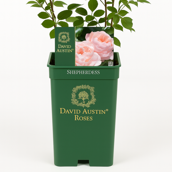 Shepherdess (Austwist)