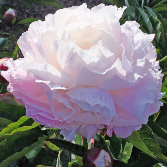 Paeonia 'Shirley Temple'