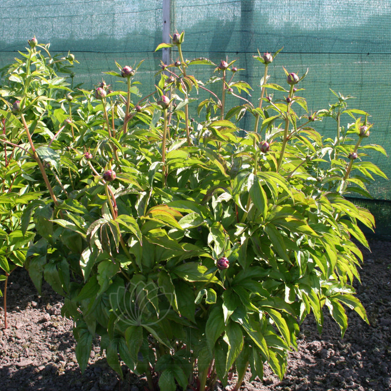 Paeonia 'Shirley Temple'