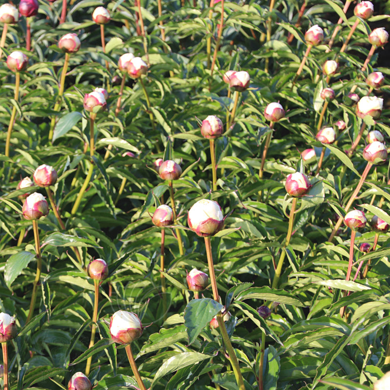 Paeonia 'Shirley Temple'