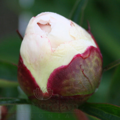 Paeonia 'Shirley Temple'