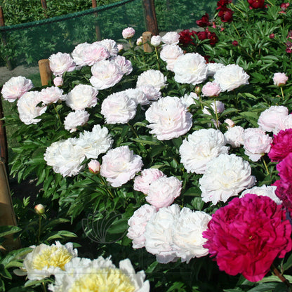 Paeonia 'Shirley Temple'