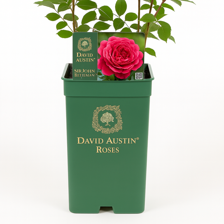 Sir John Betjeman (Ausvivid)