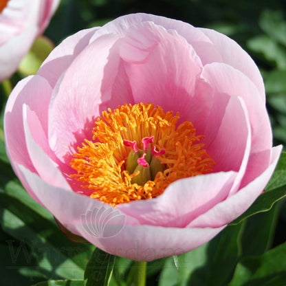 Paeonia 'Soft Salmon Saucer'