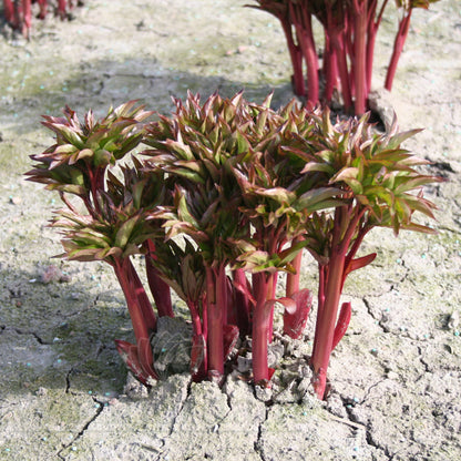 Paeonia 'Soft Salmon Saucer'