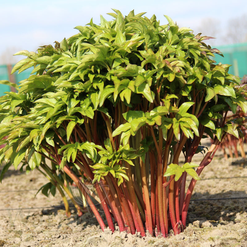 Paeonia 'Soft Salmon Saucer'