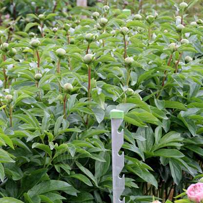 Paeonia 'Soft Salmon Saucer'