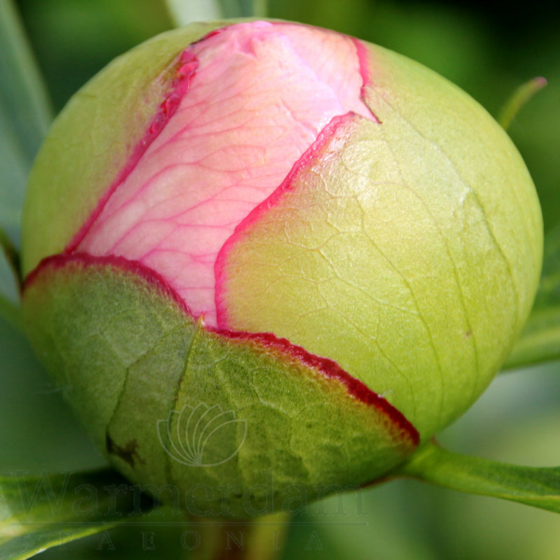 Paeonia 'Soft Salmon Saucer'