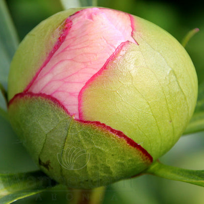 Paeonia 'Soft Salmon Saucer'