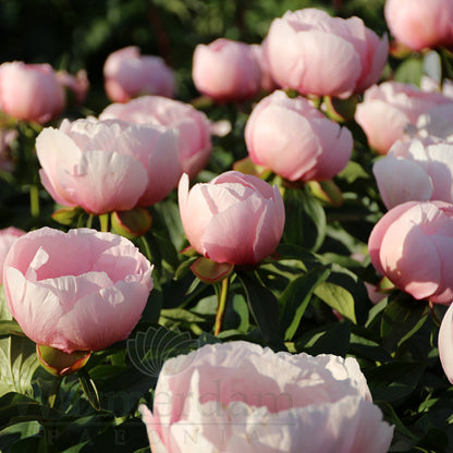 Paeonia 'Soft Salmon Saucer'