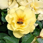 Solar Bee Licious