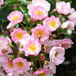 Japanse roos Song of Hiroshima