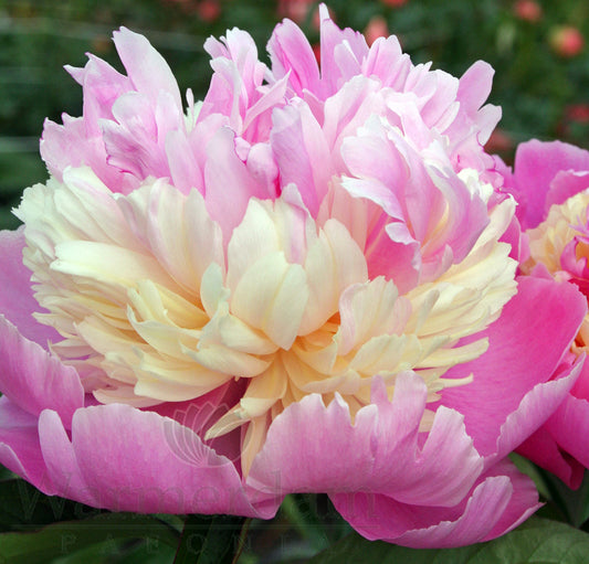 Paeonia 'Sorbet'