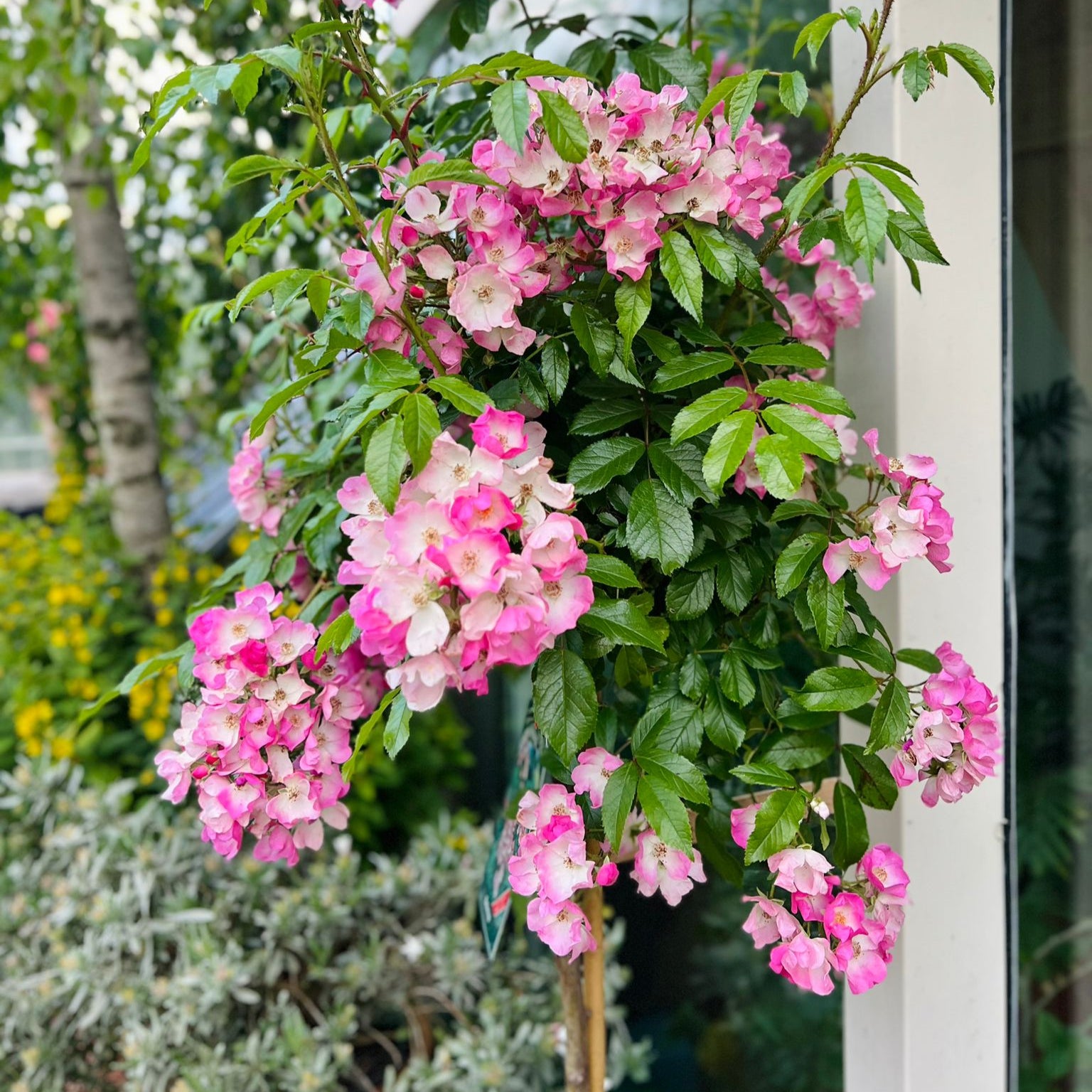 Ballerina Standard Rose | Belle Époque | Graceful & Continuous
