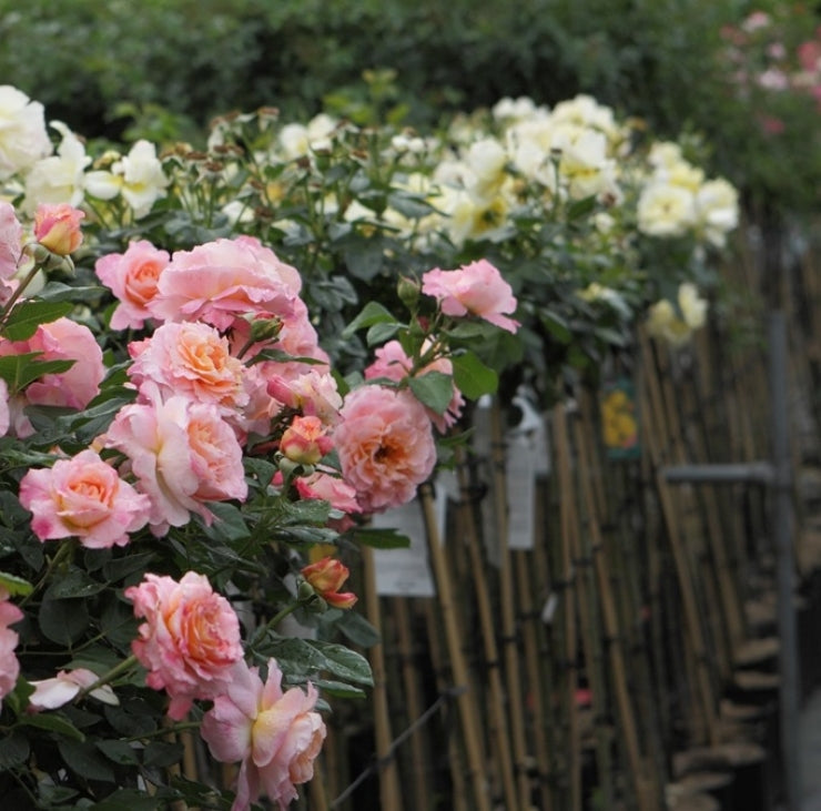 The Mill on the Floss (Austulliver) (op stam)