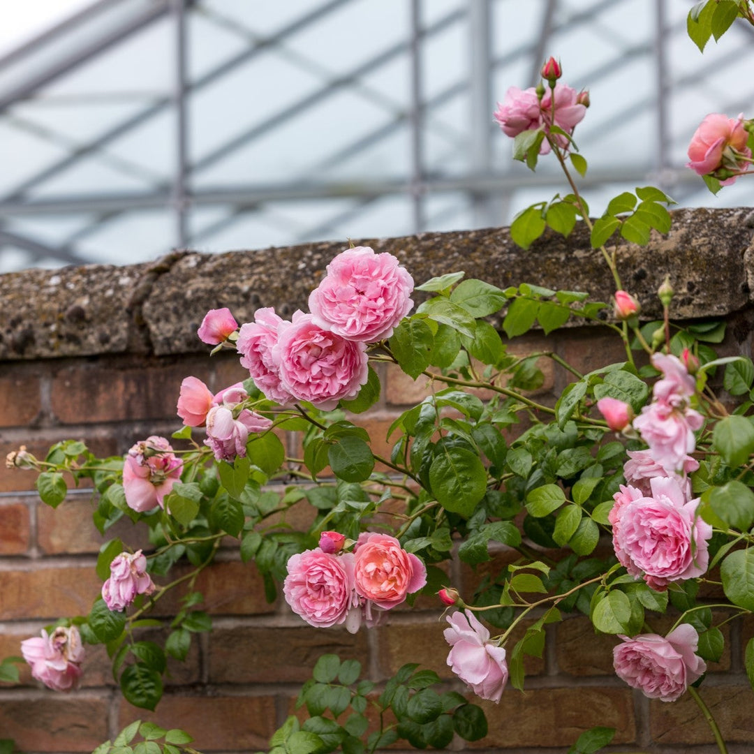 Strawberry Hill (Ausrimini)