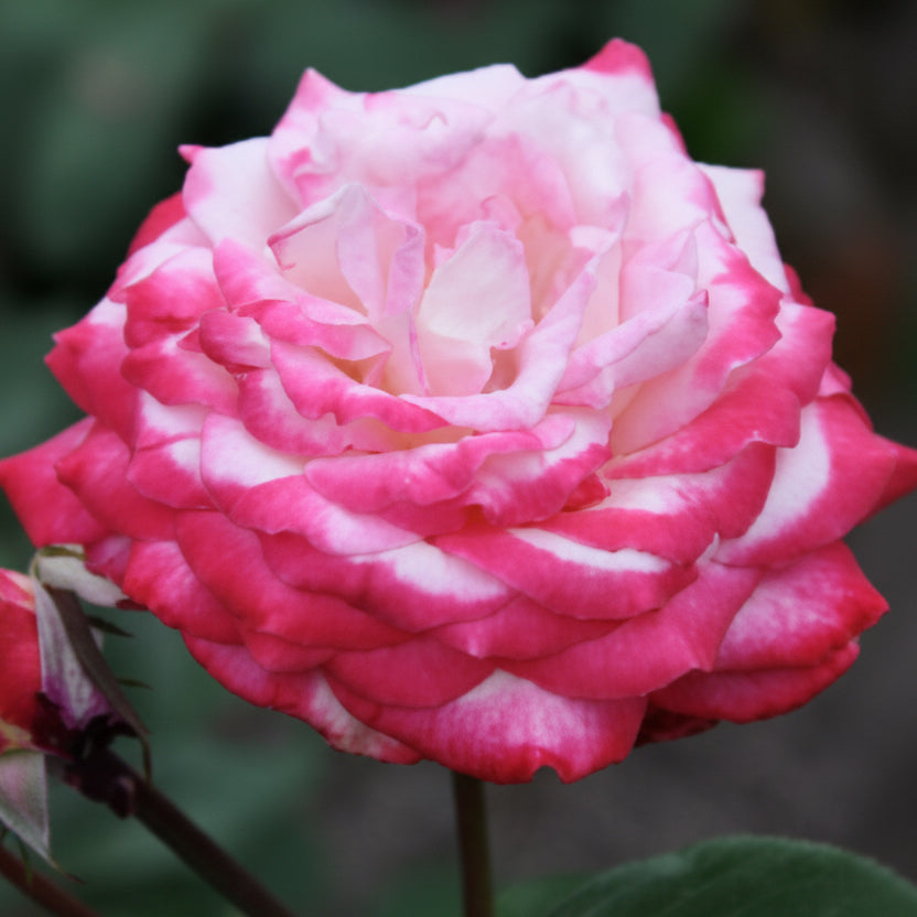 Japanische Rose BI – Seika (Olympische Fackel) (NEU 2026)