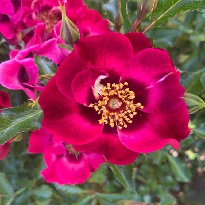 Diva Babylon Eyes - Belle Epoque