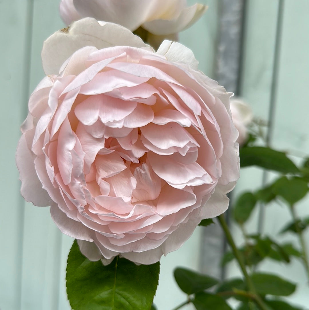 Gentle Hermione (Ausrumba)