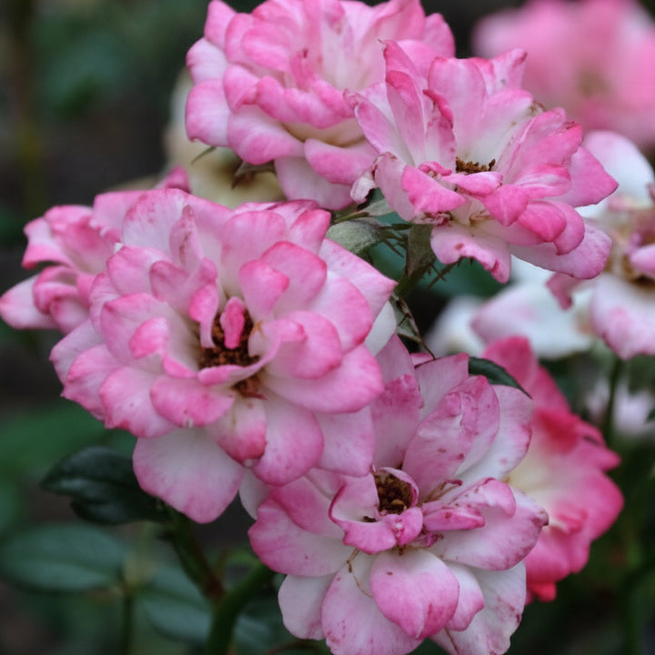 Japanse Roos BI – Hime (Princess) (NEW 2026)