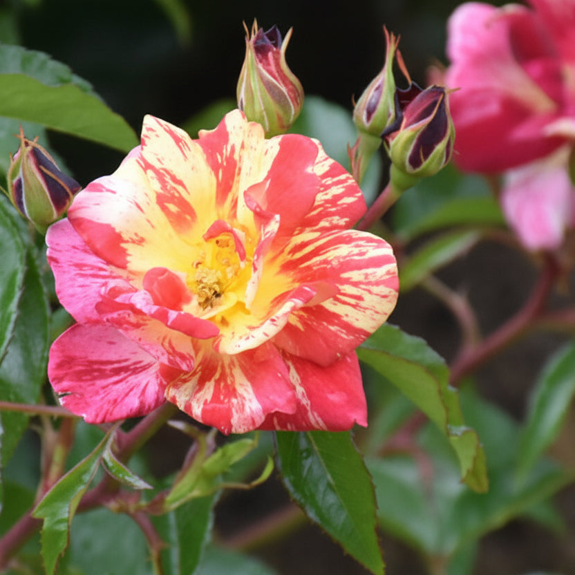 Japanse Roos BI – Kirari (Sprankelend) (NEW 2026)