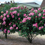 Gertrude Jekyll (Ausboard) (XL Kletterrose)