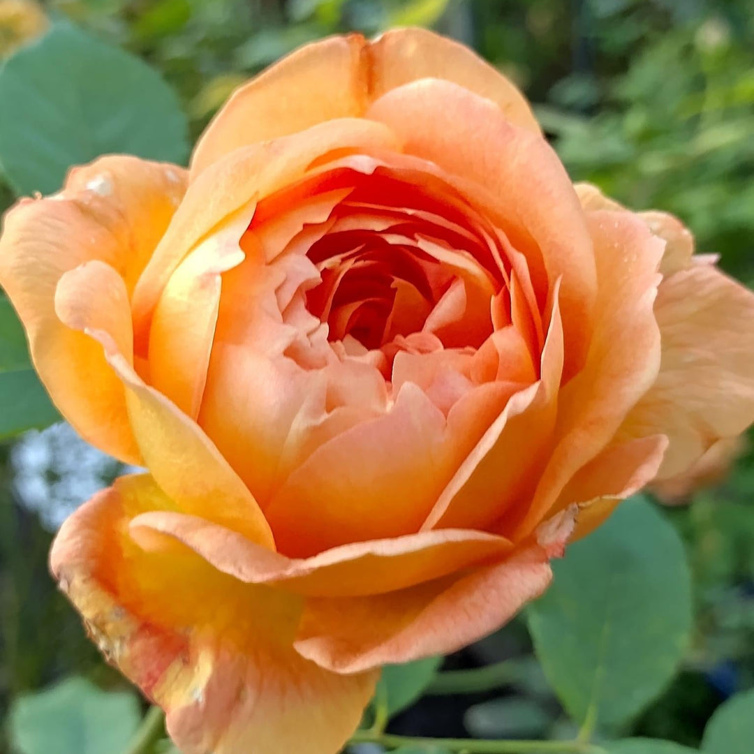 Lady of Shalott (Ausnyson)