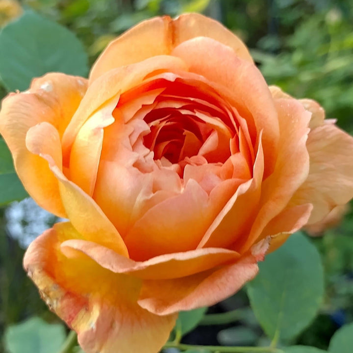 Lady of Shalott (Ausnyson)