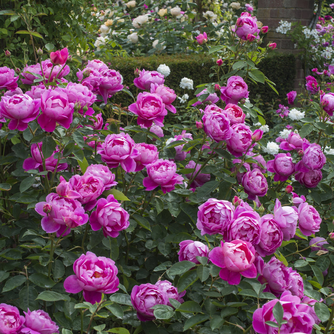 Royal Jubilee (Auspaddle)