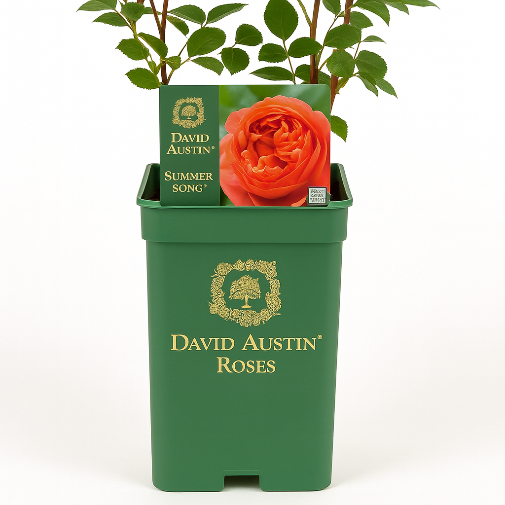 Summer Song (Austango)