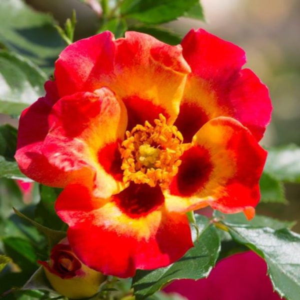 Sunshine Babylon Eyes