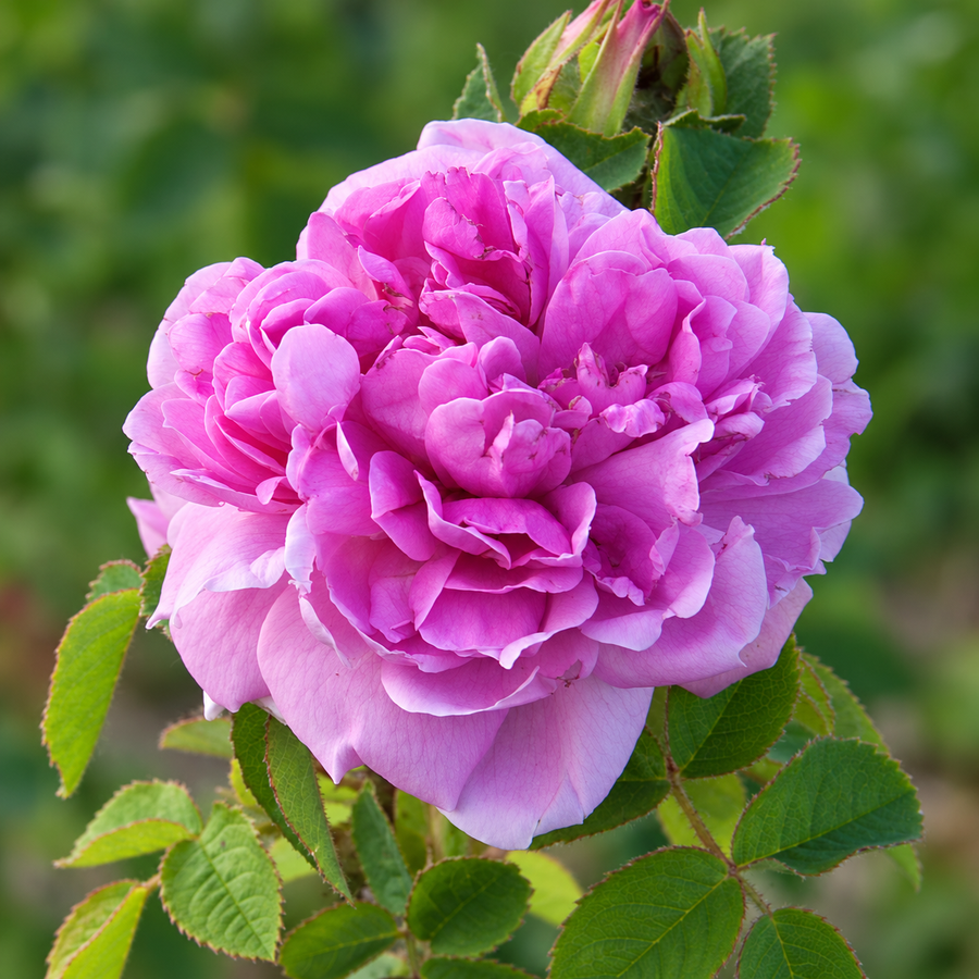 Belle Epoque historische rozen