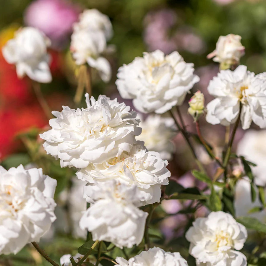 Susan William-Ellis (Ausquirk)